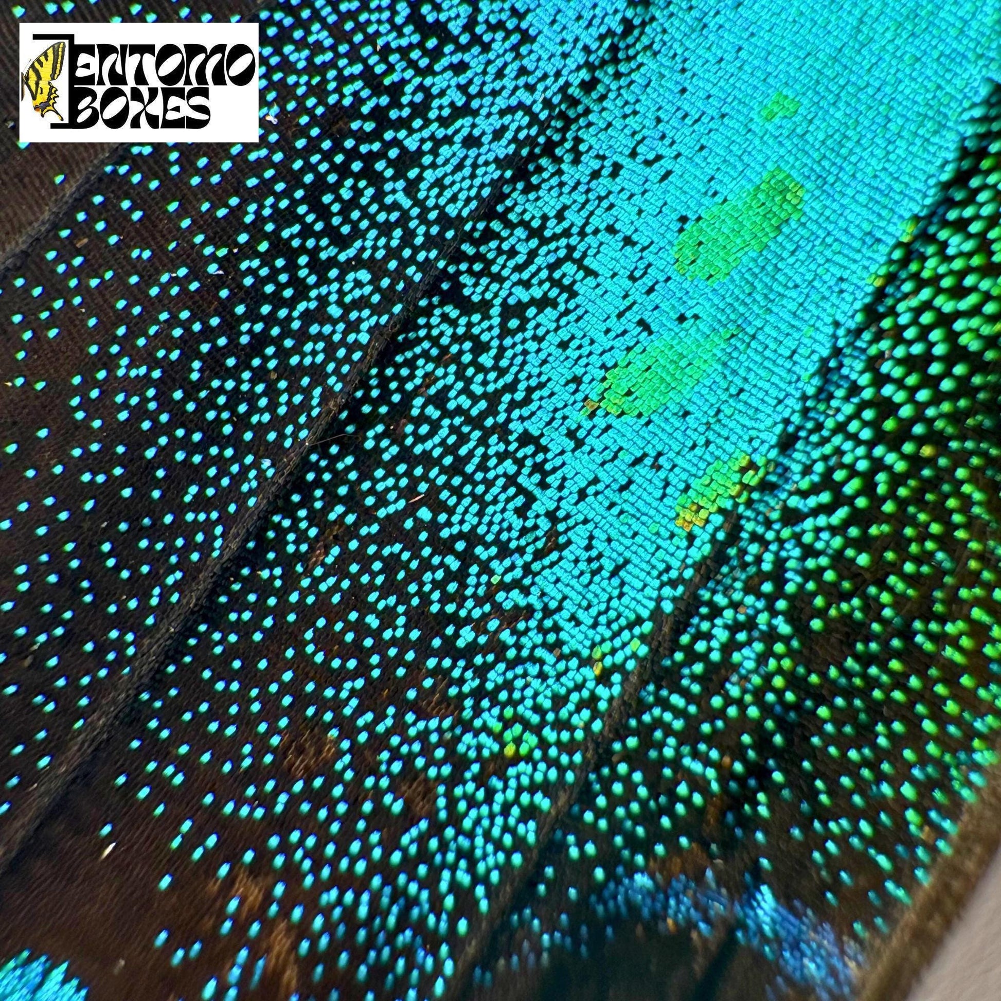 papilio blumei wing scales closeup (etsy image id: 7781084106)