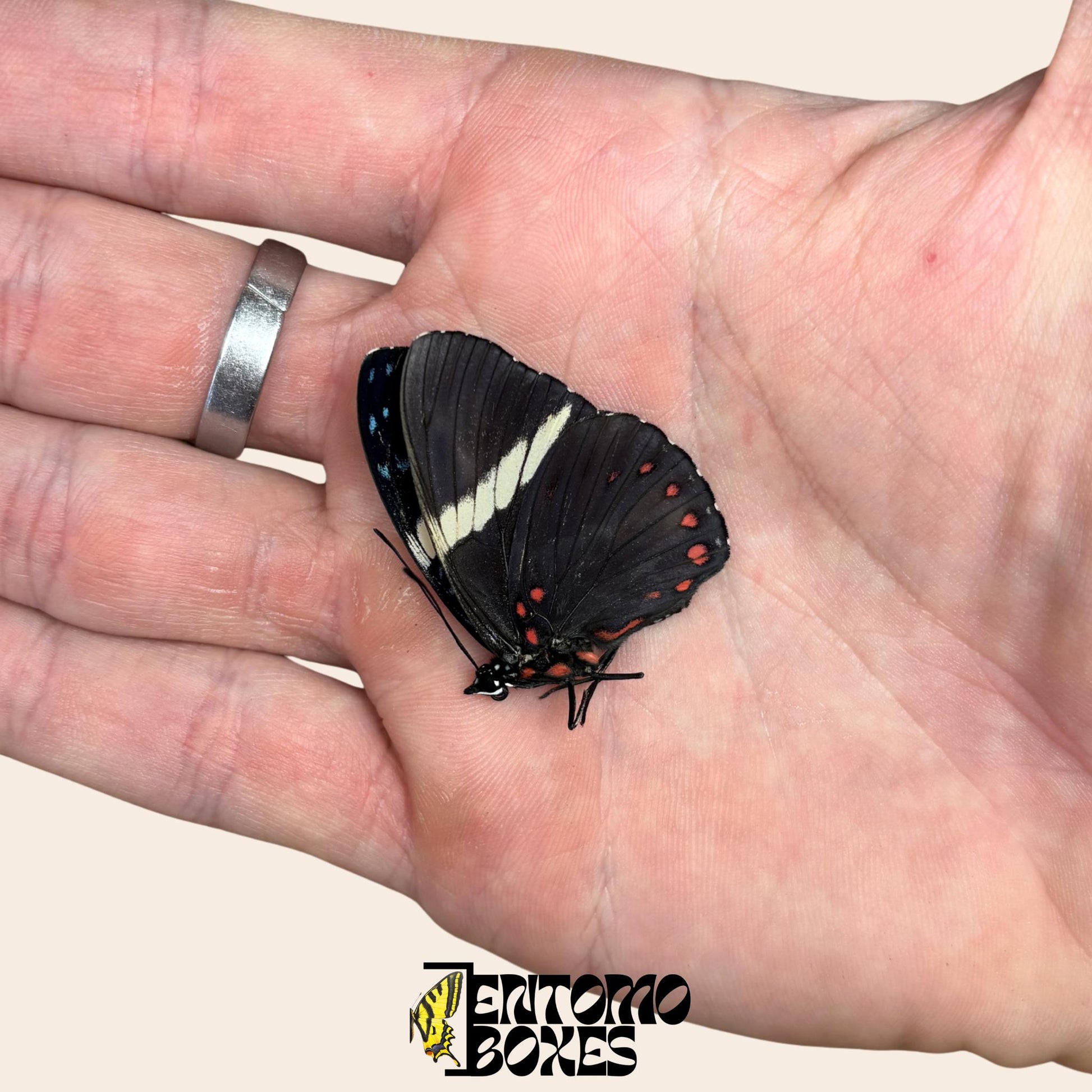 hamadryas mariposa con alas cerradas sobre hand