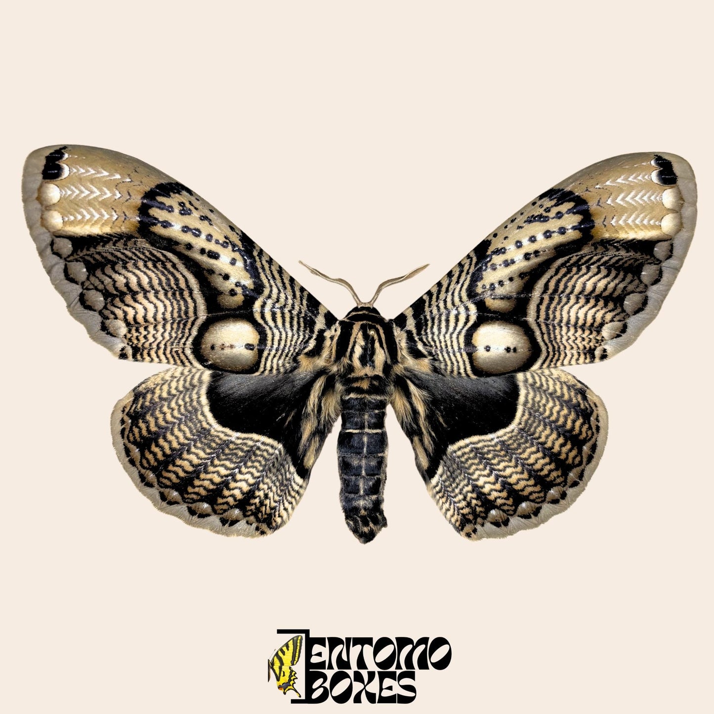 Brahmaea wallichii extendido macho