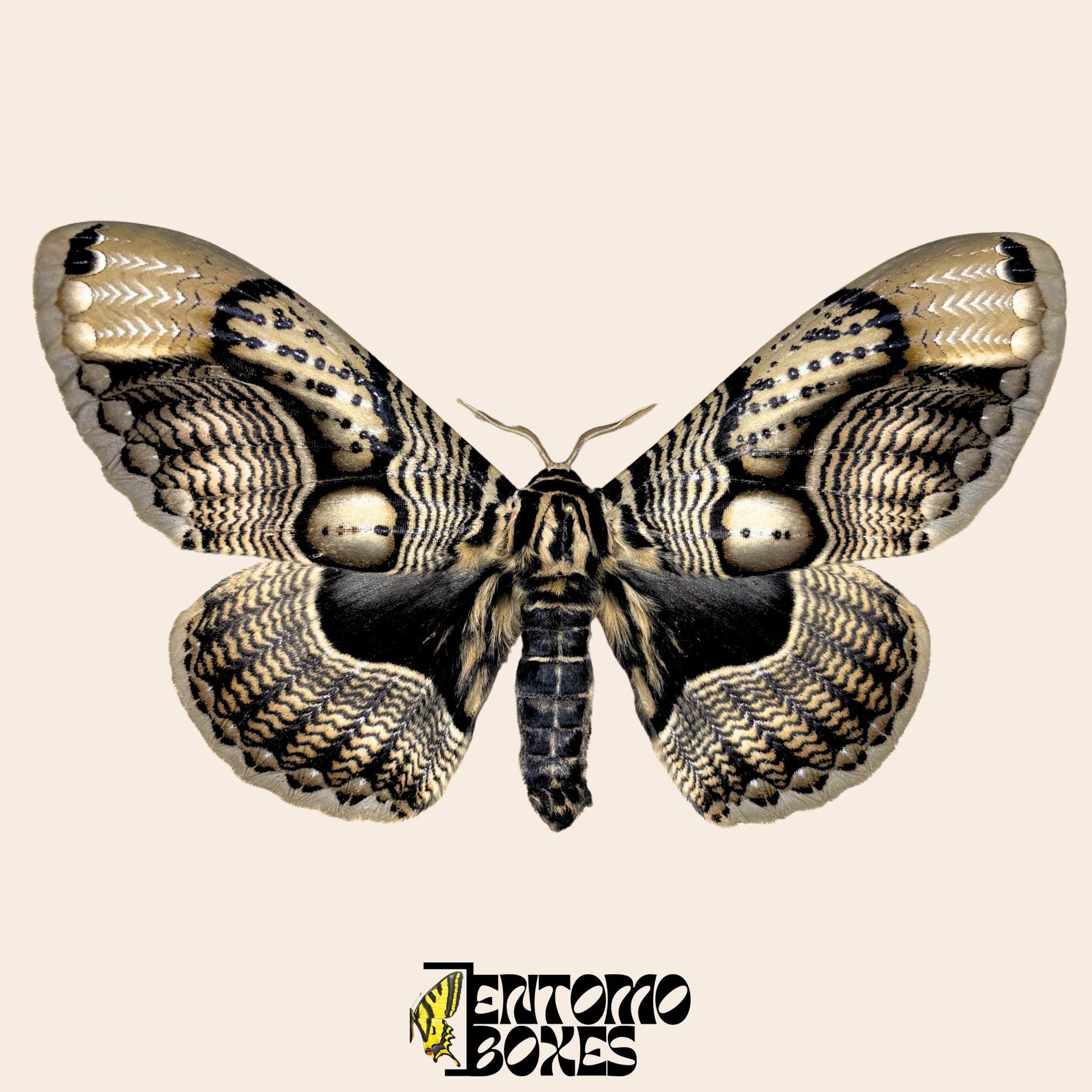 Brahmaea wallichii extendido macho
