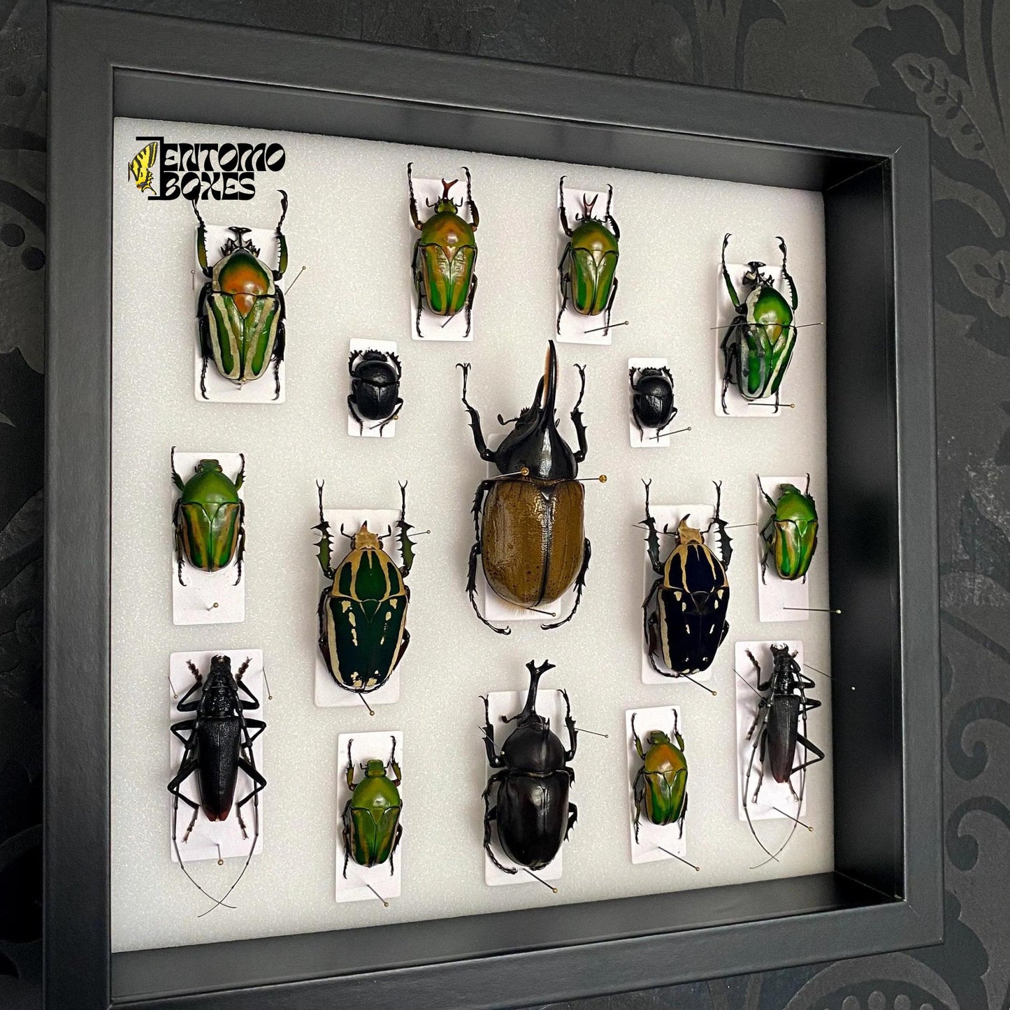 beetles in insect shadow frame (etsy image id: 7793647229)