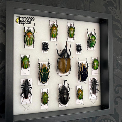 beetles in insect shadow frame (etsy image id: 7793647229)