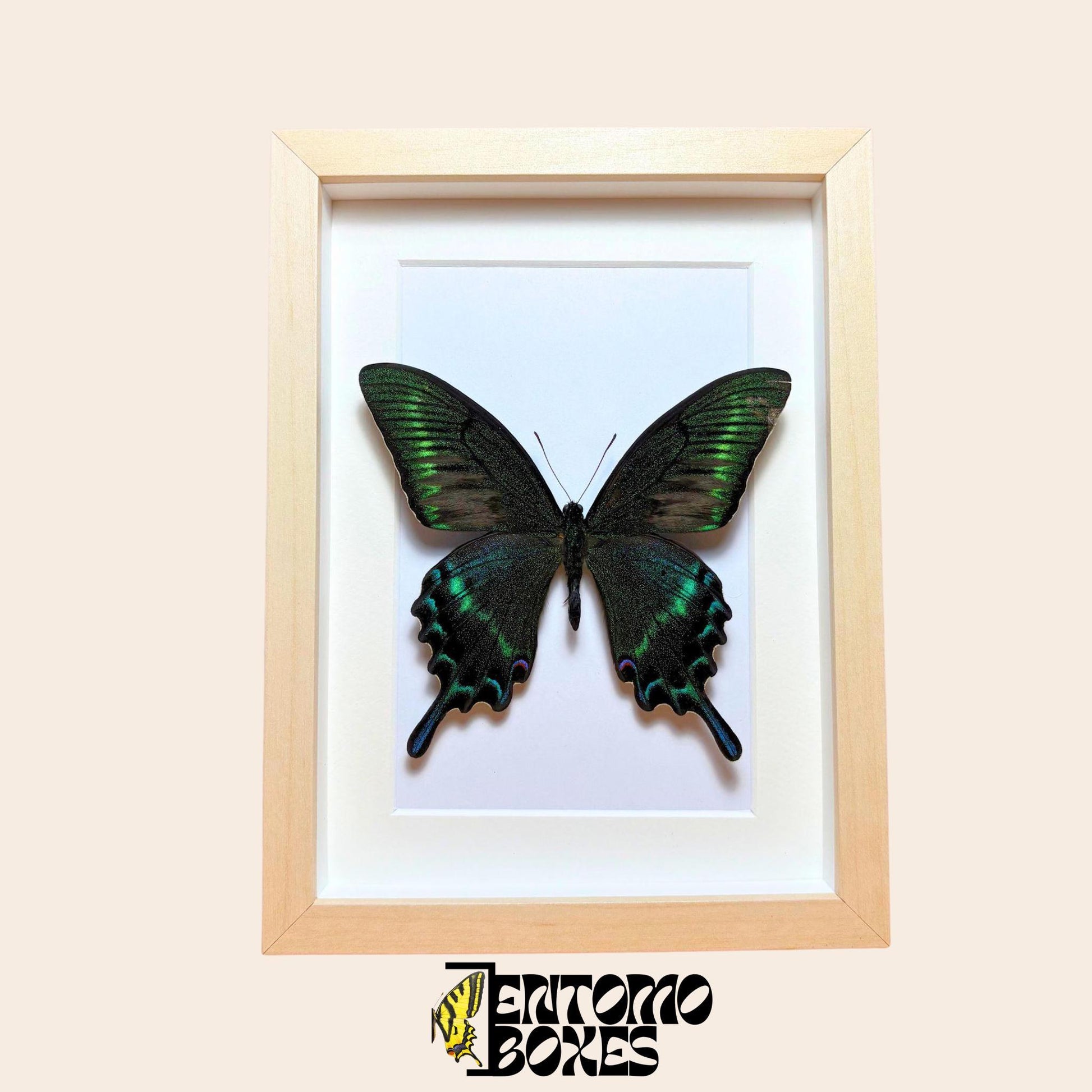 entomología insecto marco vitrina de EntomoBoxes, artesanal para mariposa y espécimen vitrina