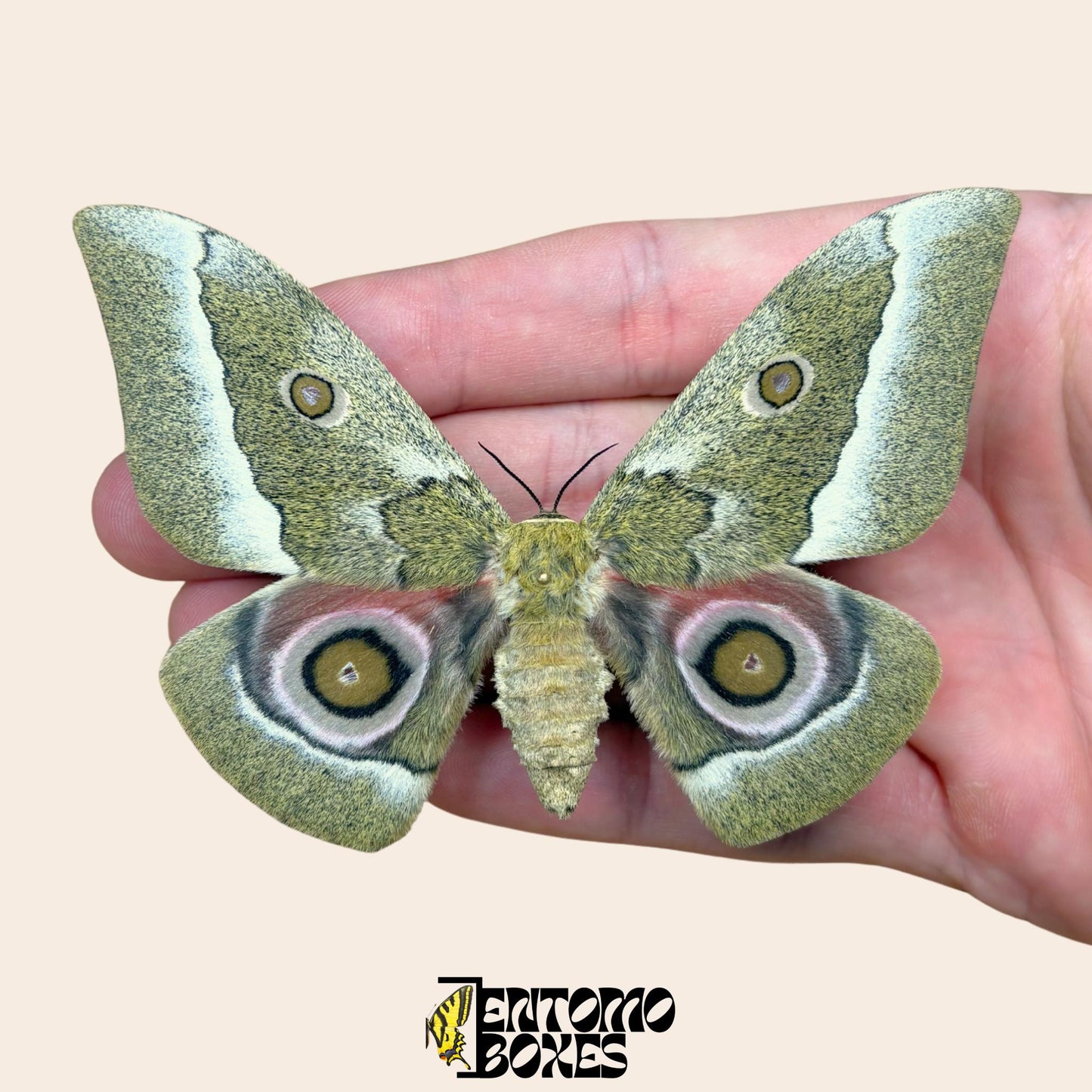 Gonimbrasia zambesina extendido polilla hembra