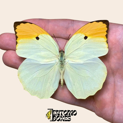 Anteos menippe pinned butterfly on hand (etsy image id: 7811224456)