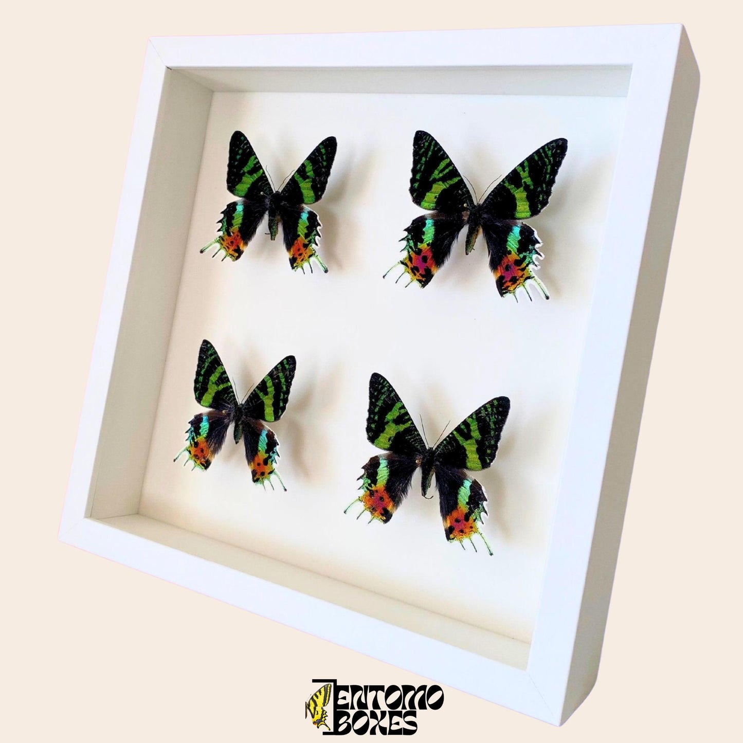 four Madagascan Sunset Moths (Urania ripheus) in white Frame (etsy image id: 7820960763)