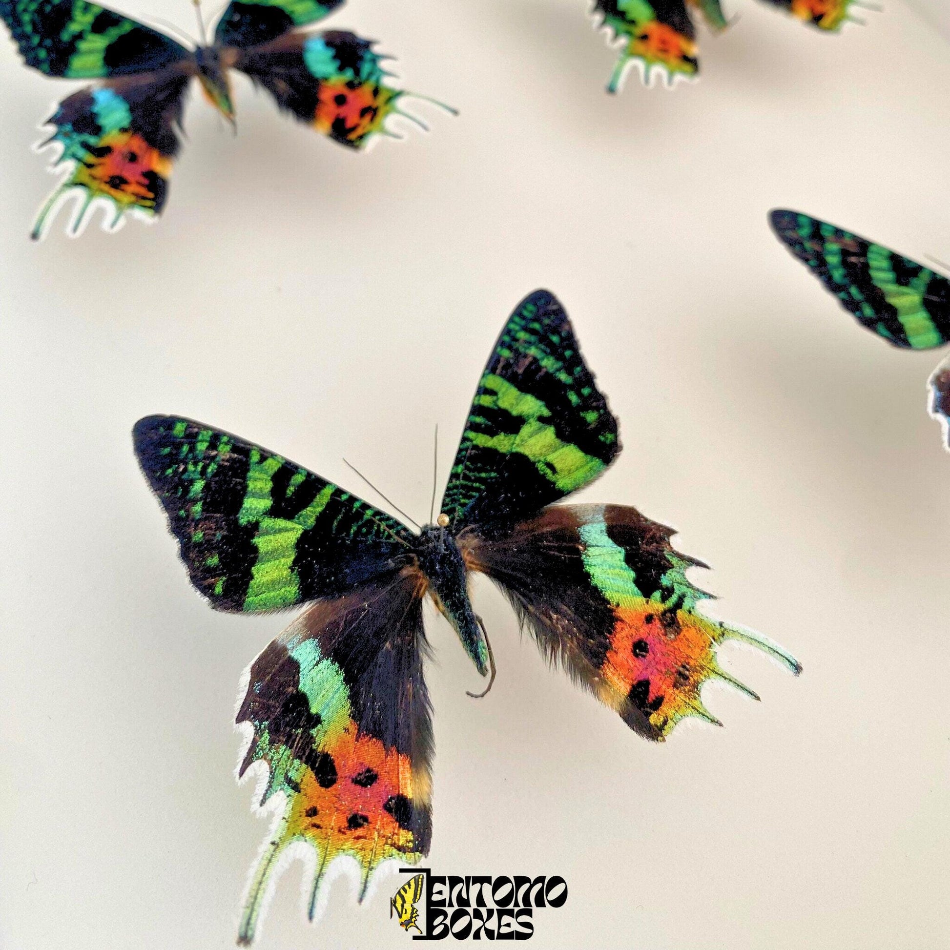 pinned Madagascan Sunset Moths (Urania ripheus) (etsy image id: 7820961135)