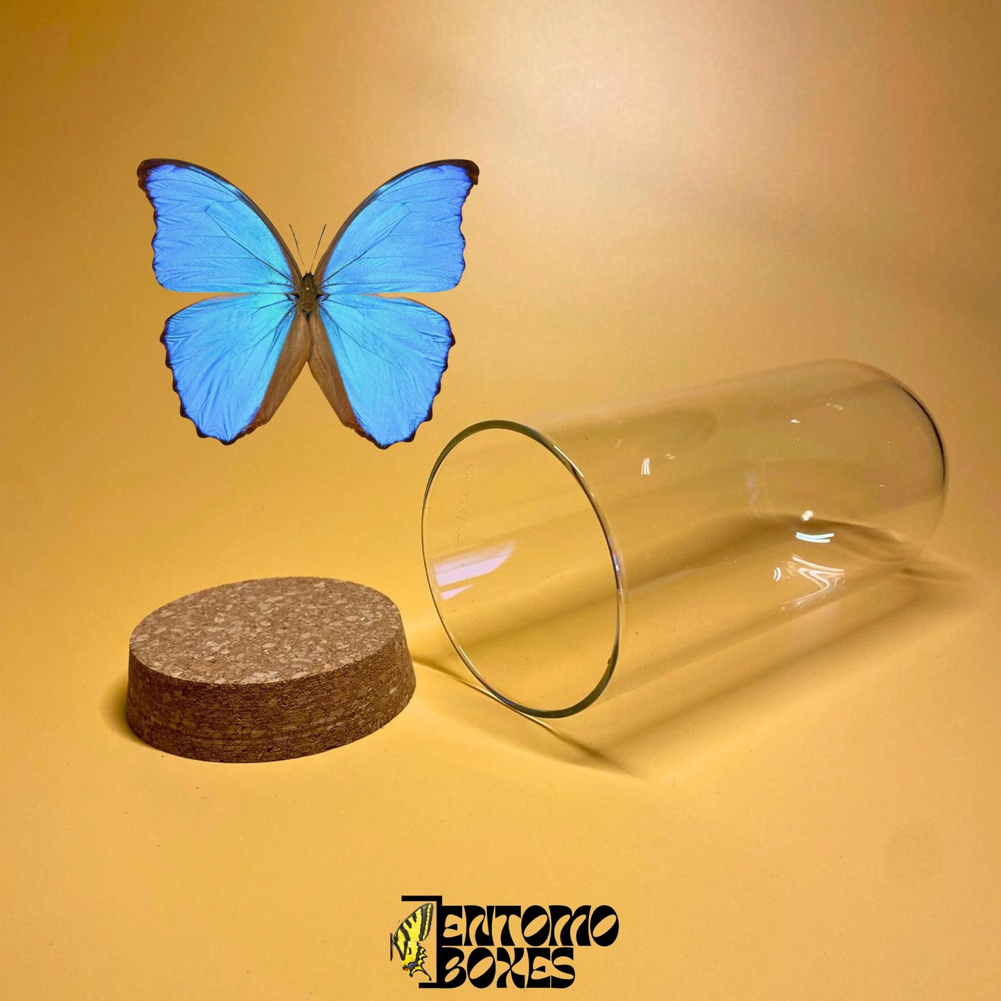 glass dome con cork lid