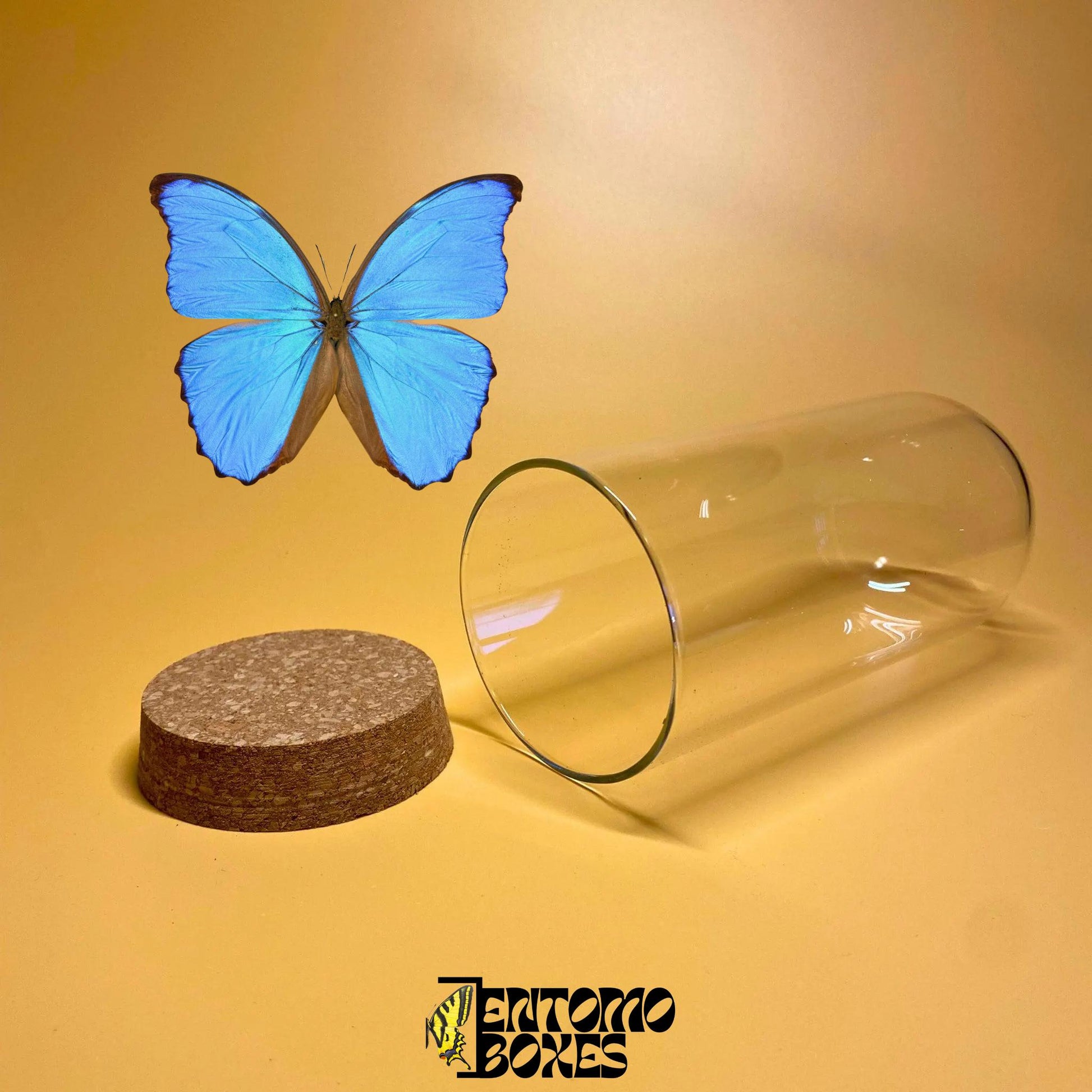 glass dome con cork lid
