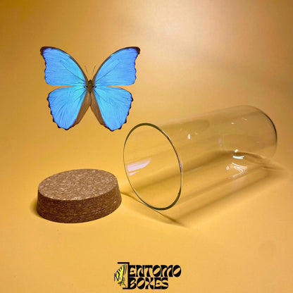 glass dome con cork lid