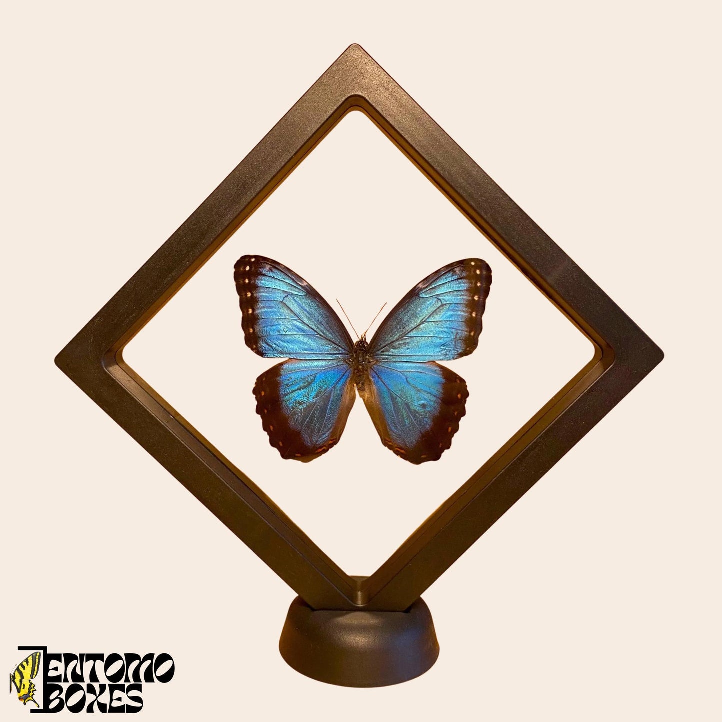 blue  morpho butterfly in plastic black shadow box (etsy image id: 7822325818)