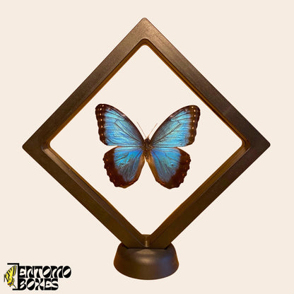 blue  morpho butterfly in plastic black shadow box (etsy image id: 7822325818)