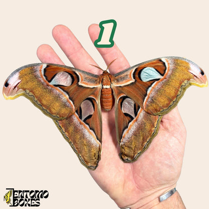 hembra attacus lorquini sobre hand