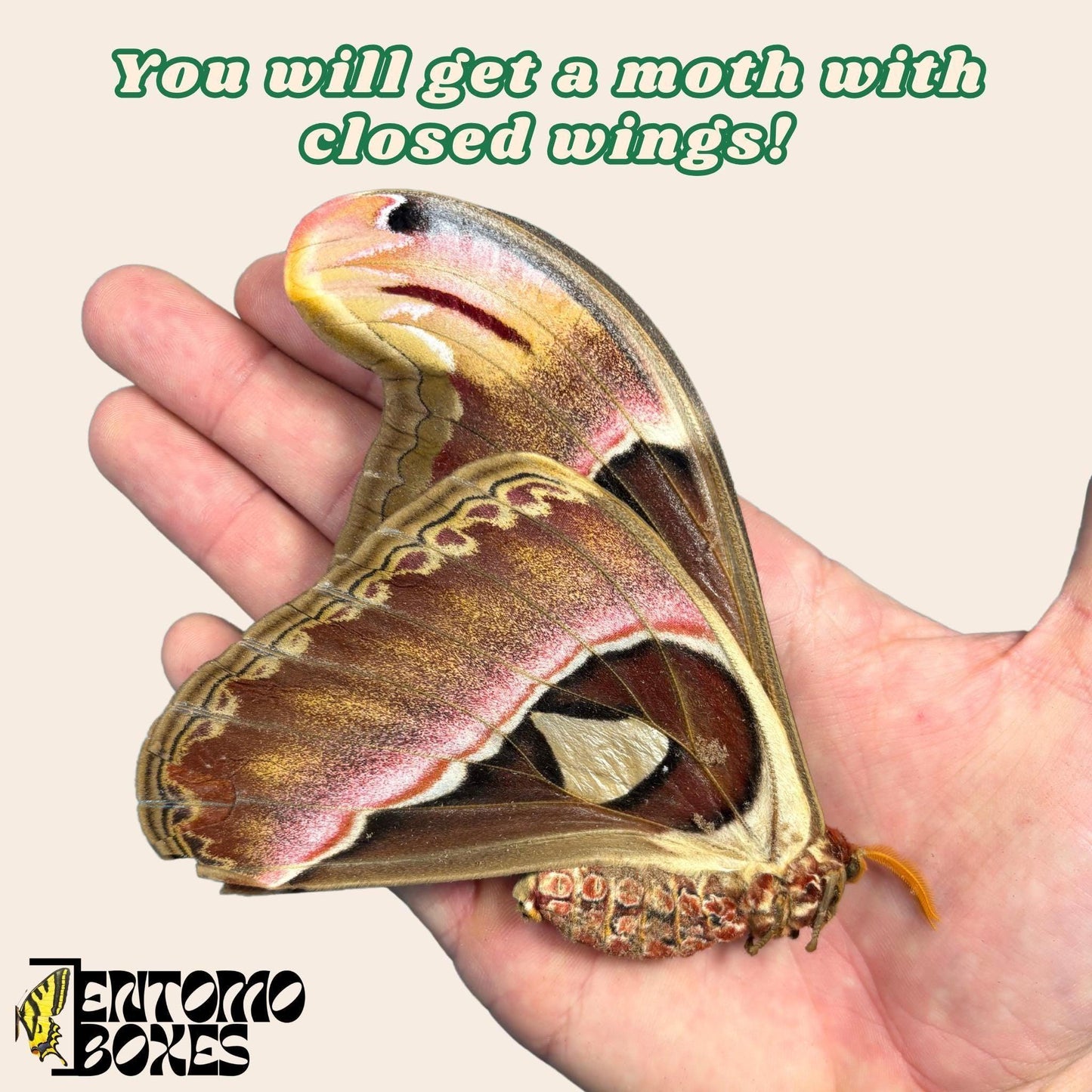 attacus Attacus atlas hembra con alas cerradas
