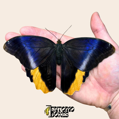 magnificent owl mariposa sobre hand