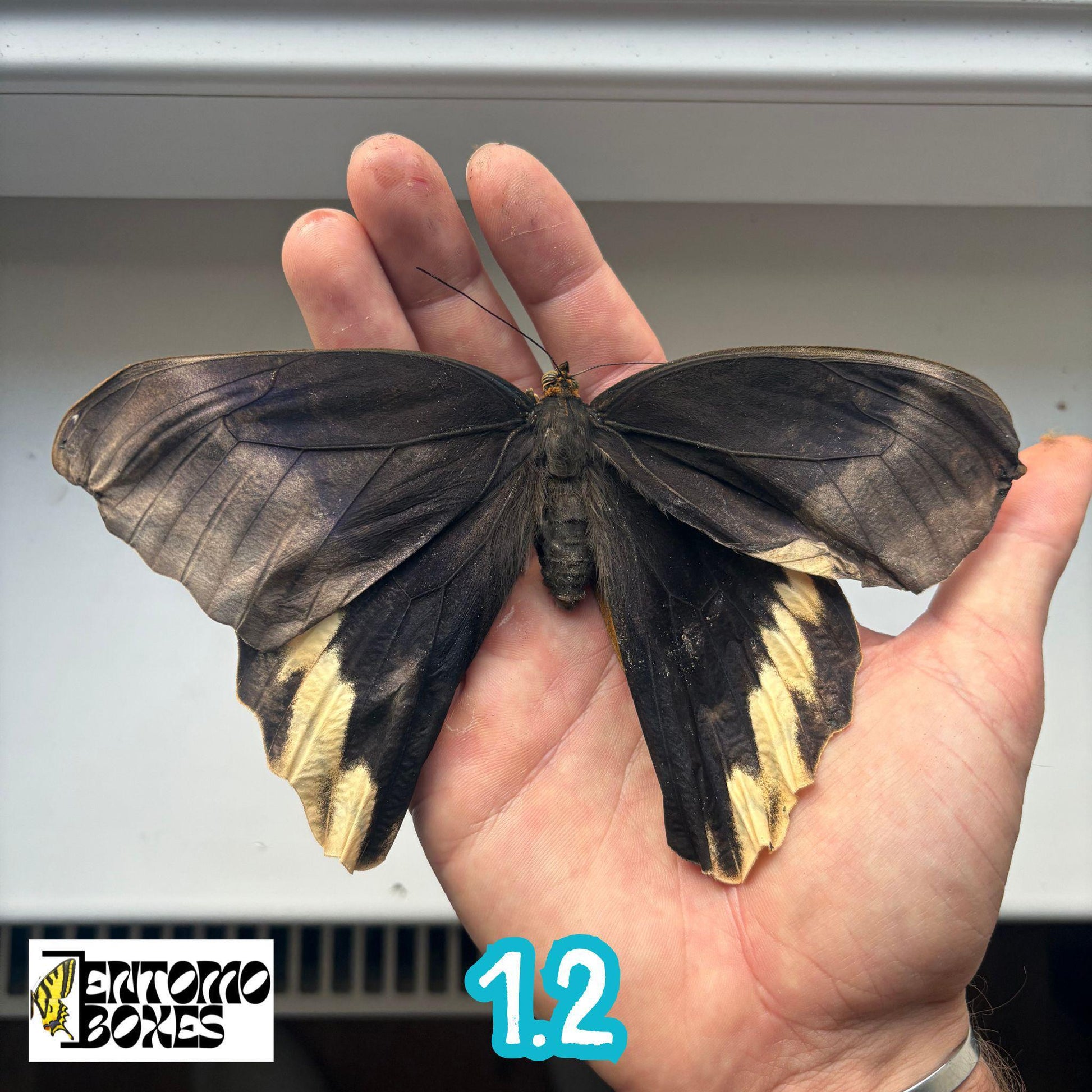 grande auténtico Caligo atreus owl mariposa espécimen sin extender para taxidermia y entomología