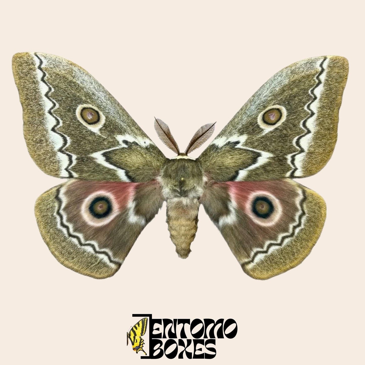 Gonimbrasia tyrrhea extendido macho