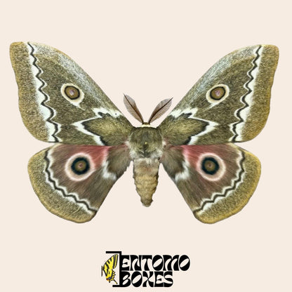 Gonimbrasia tyrrhea extendido macho