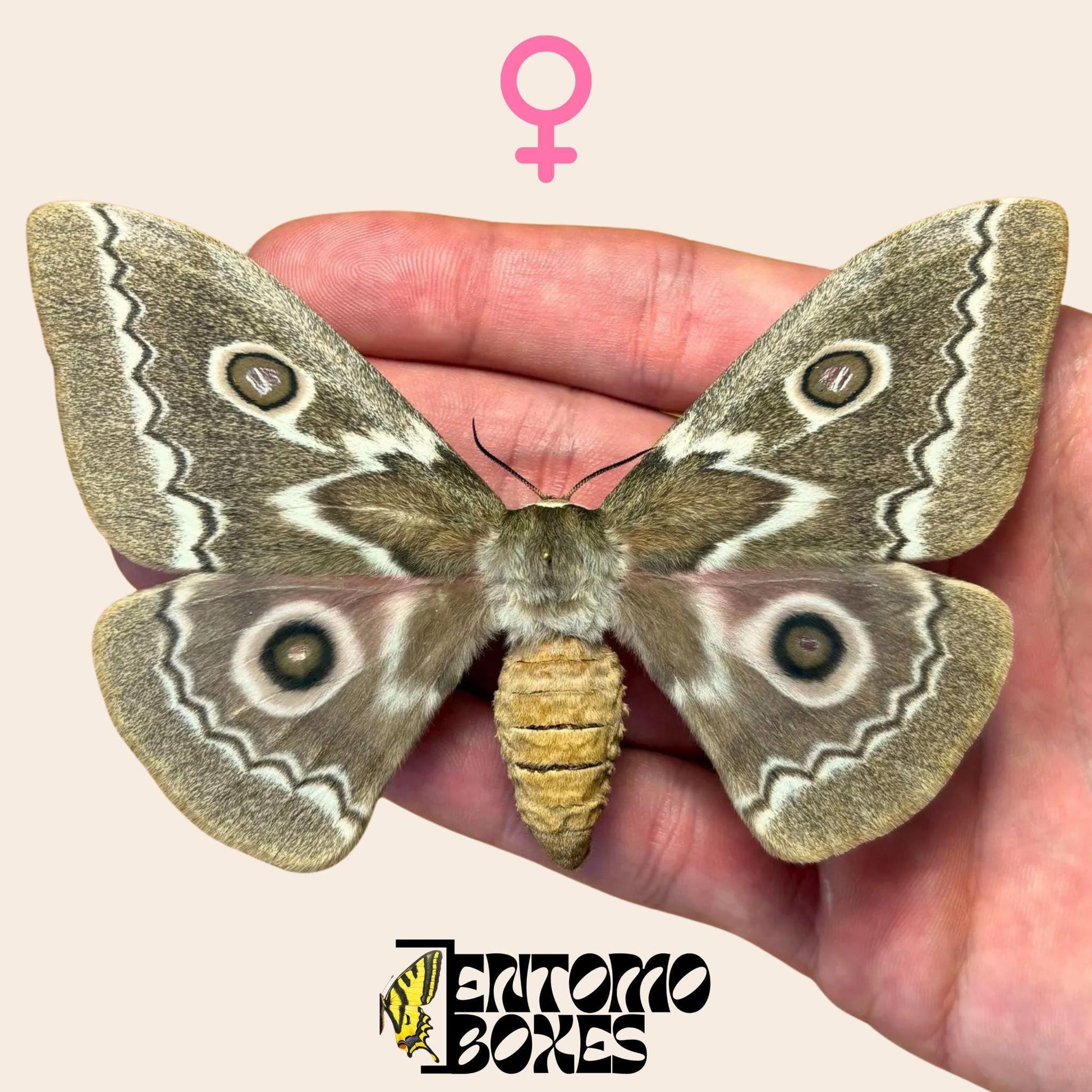 Gonimbrasia tyrrhea extendido hembra