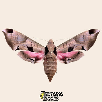 Eumorpha achemon extendido rosa polilla