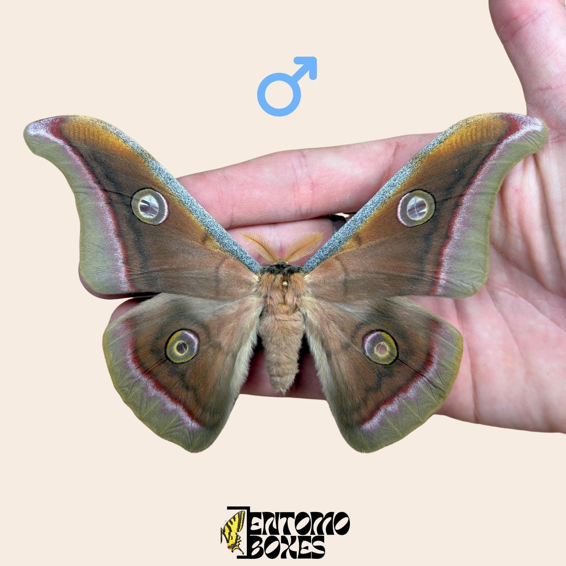 antheraea mylitta pinned male moth (etsy image id: 7849831960)
