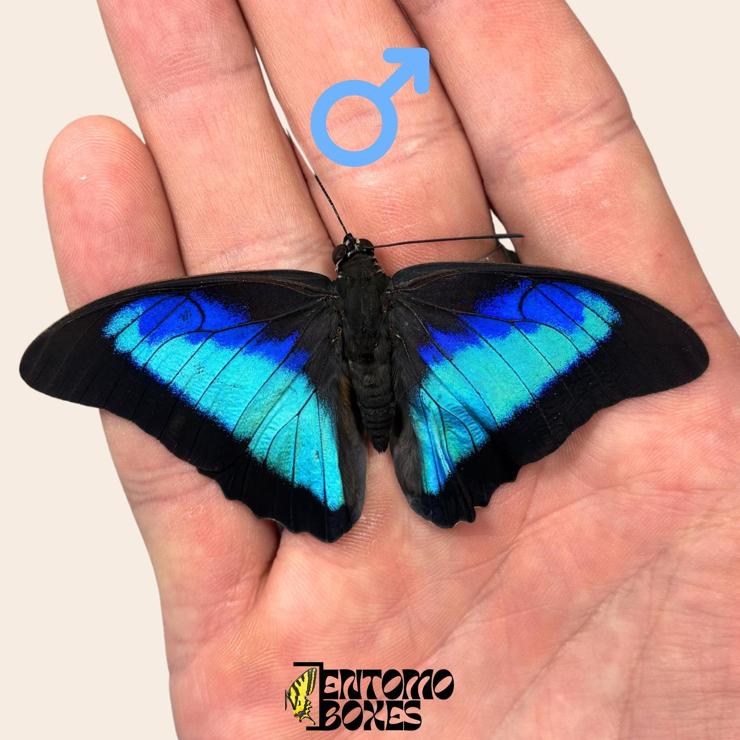 auténtico Prepona omphale tropical colorido azul mariposa para colección, entomología y taxidermia