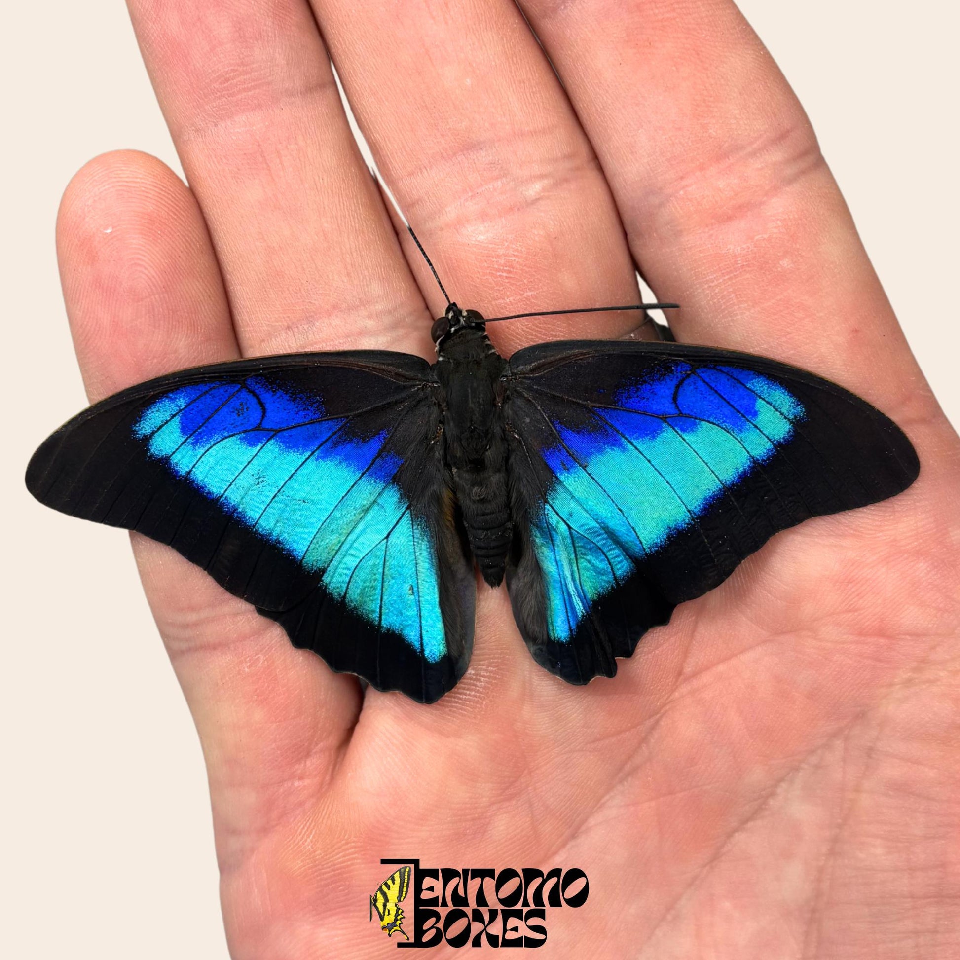 auténtico Prepona omphale tropical colorido azul mariposa para colección, entomología y taxidermia