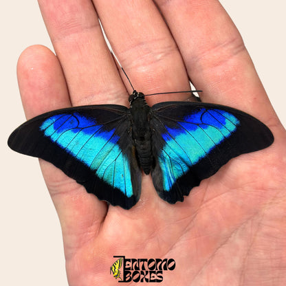 auténtico Prepona omphale tropical colorido azul mariposa para colección, entomología y taxidermia