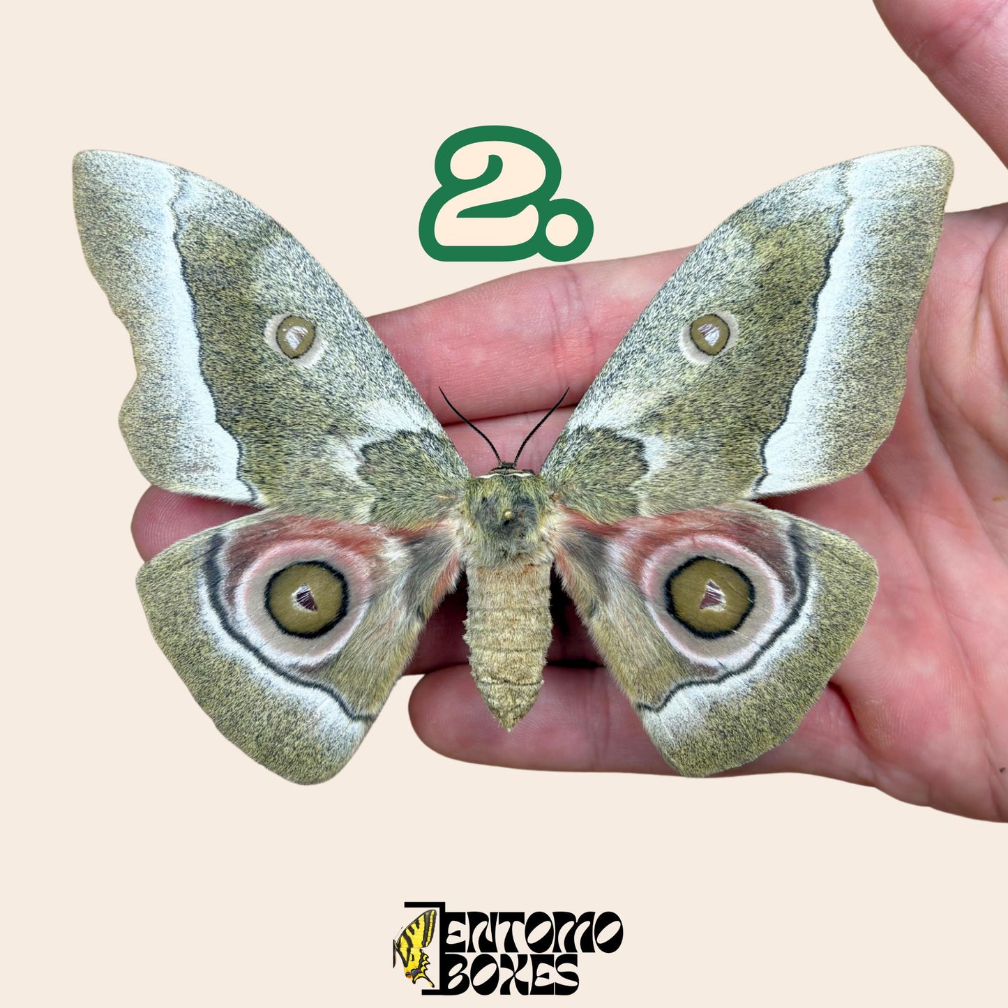 Gonimbrasia zambesina extendido polilla hembra