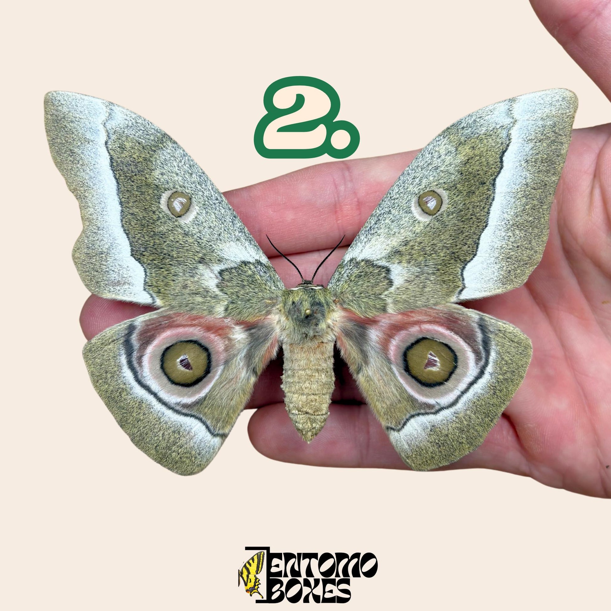Gonimbrasia zambesina extendido polilla hembra