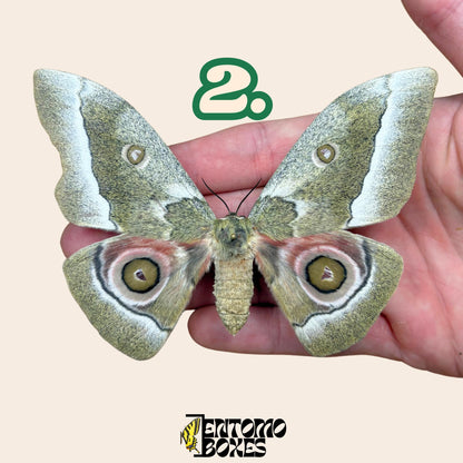 Gonimbrasia zambesina extendido polilla hembra