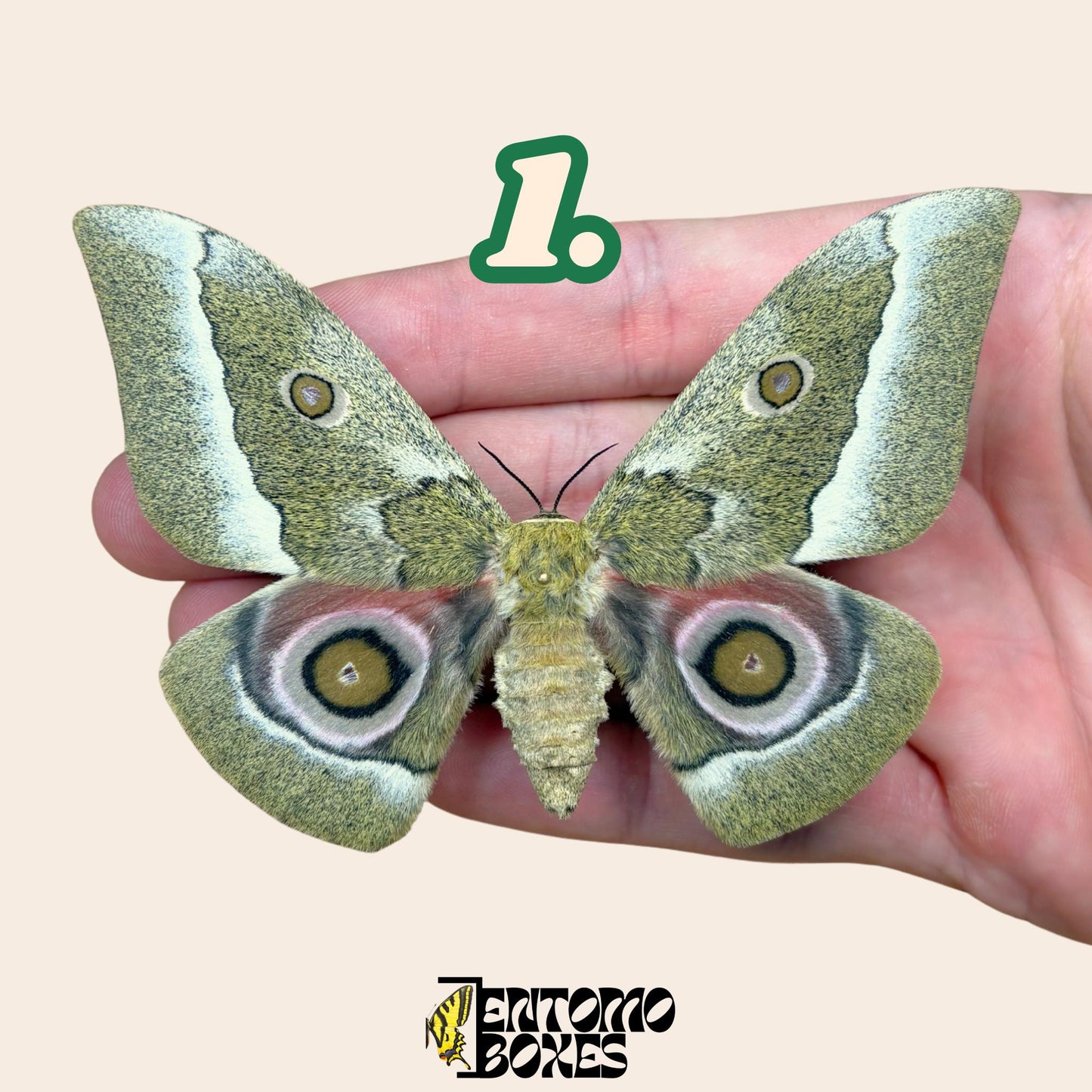 Gonimbrasia zambesina extendido polilla hembra