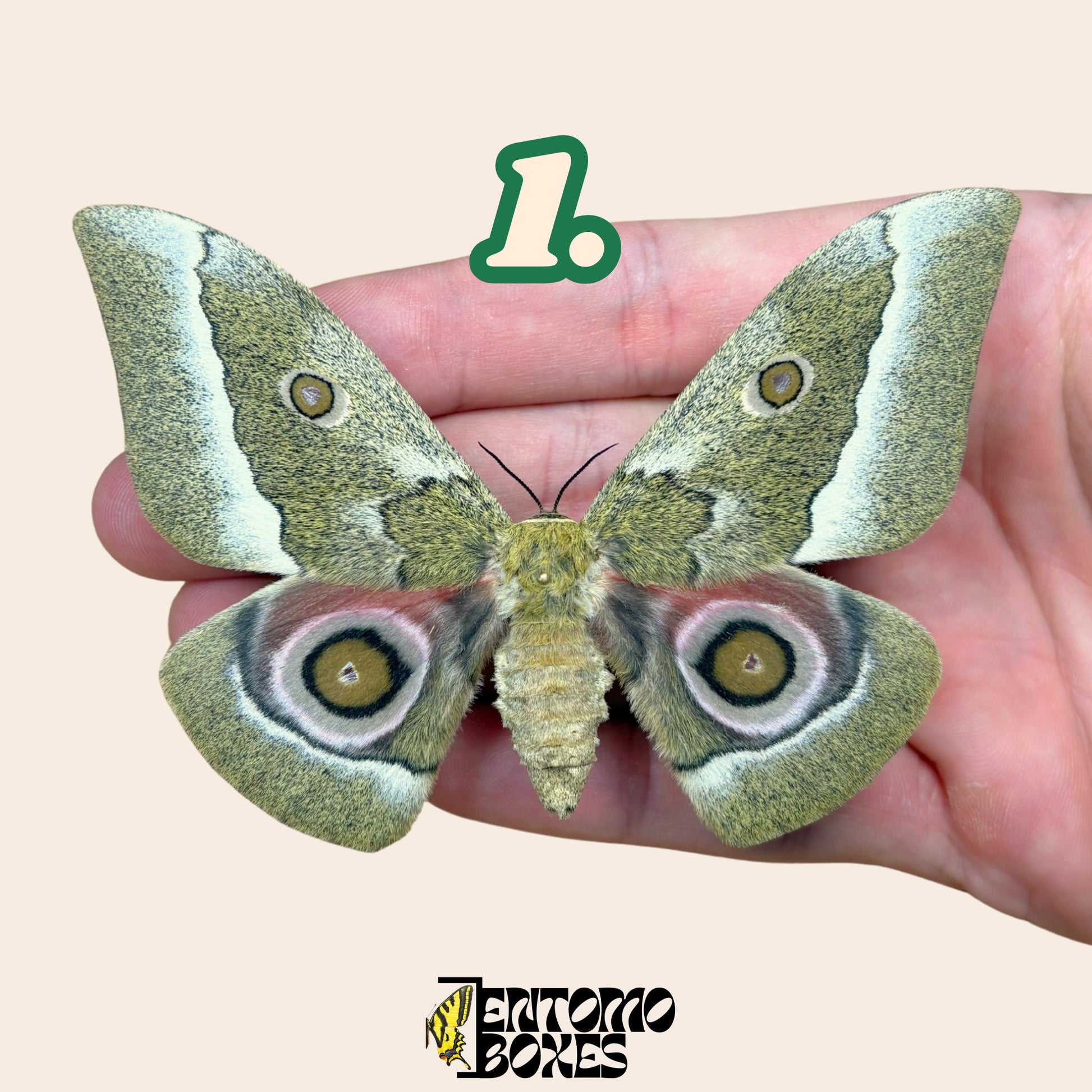 Gonimbrasia zambesina extendido polilla hembra