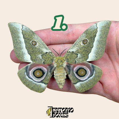 Gonimbrasia zambesina extendido polilla hembra