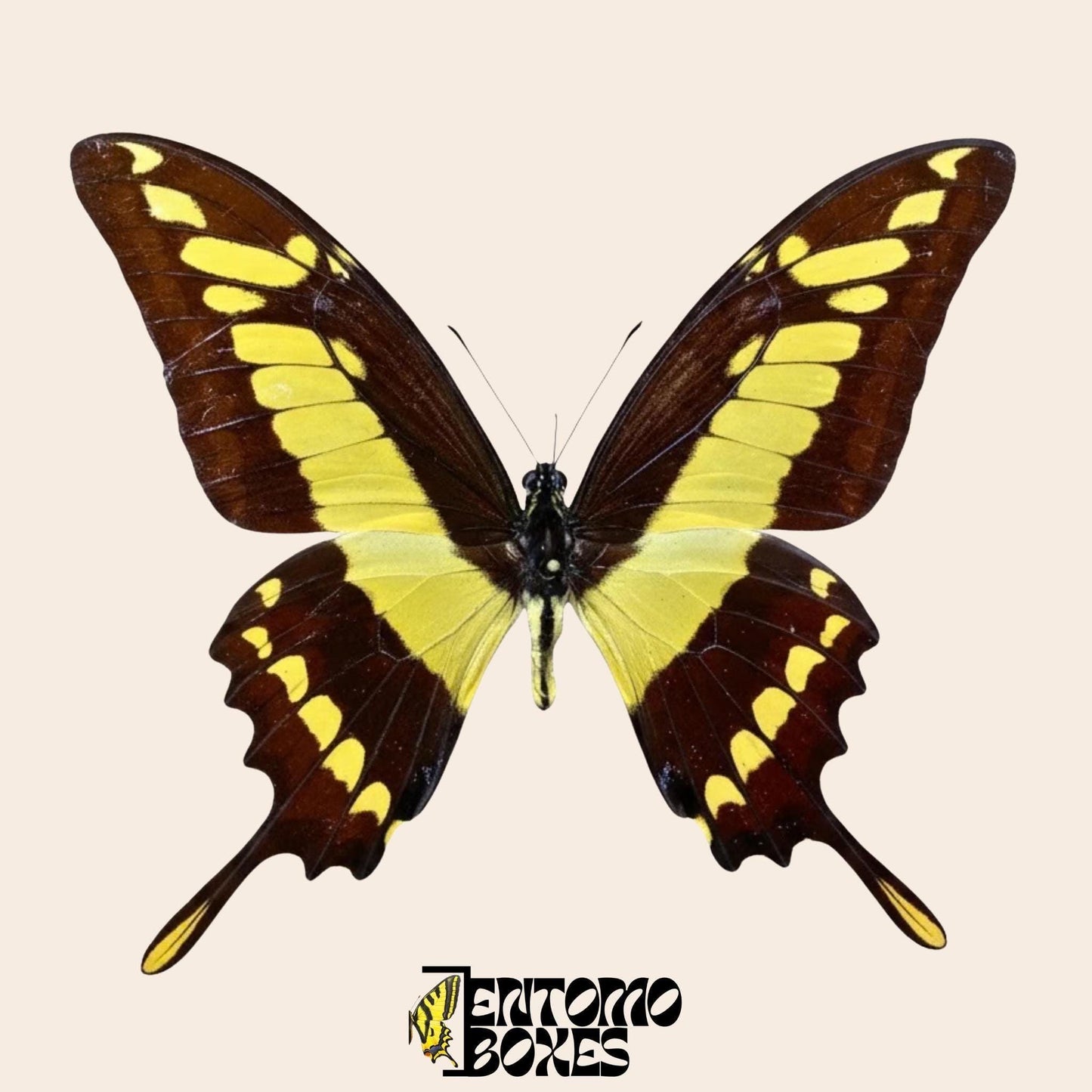 Papilio thoas extendido macho mariposa