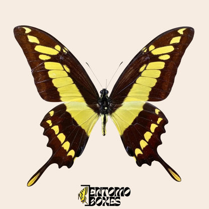 Papilio thoas extendido macho mariposa