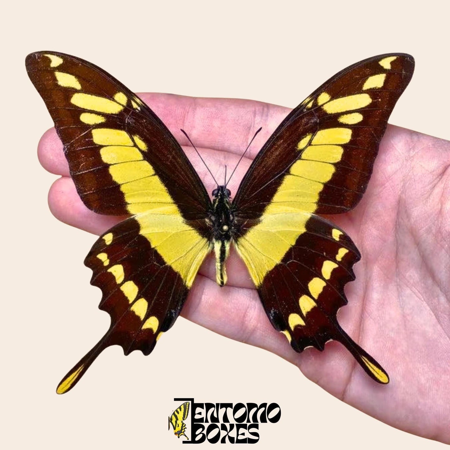 Papilio thoas extendido macho mariposa