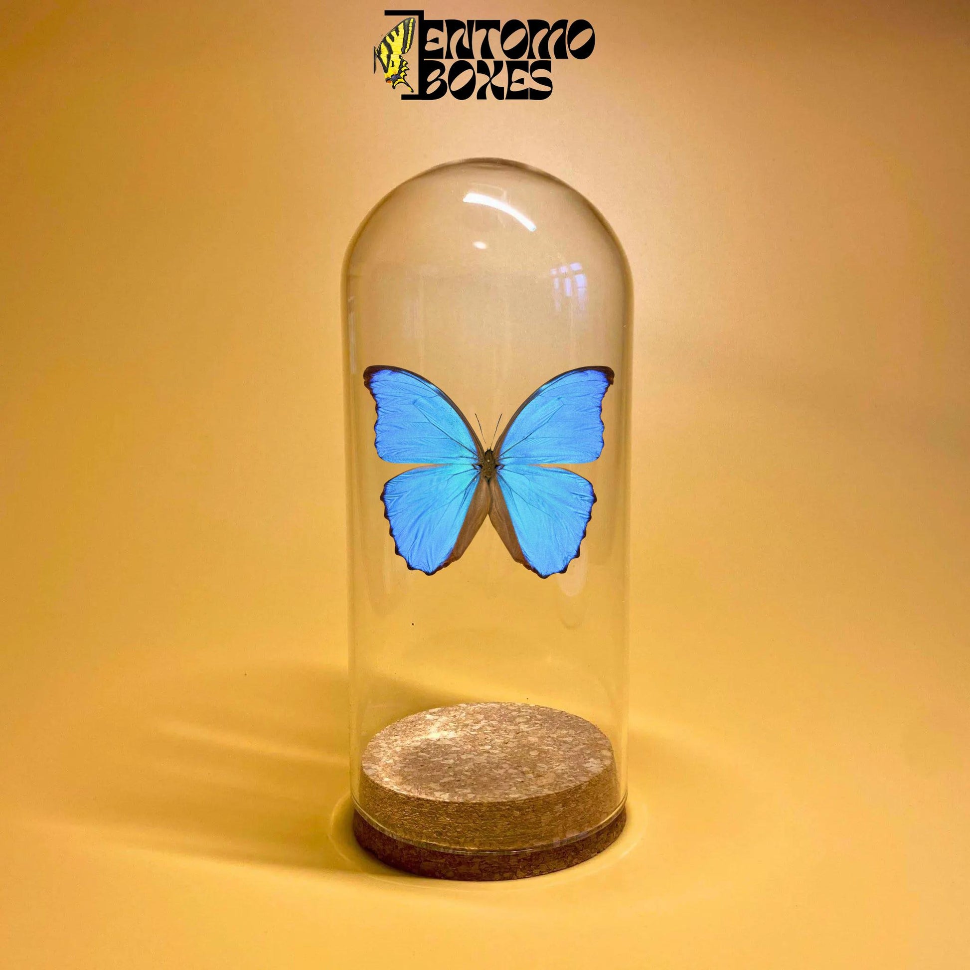 glass dome jar para displaying insectos