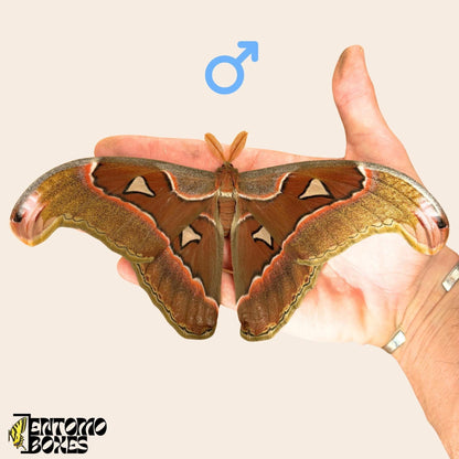 macho attacus lorquini sobre hand