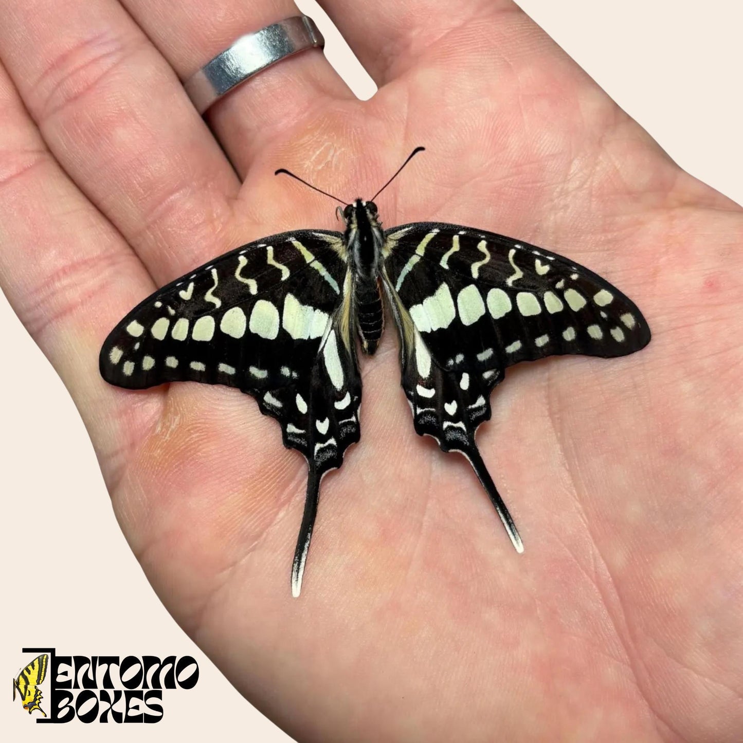 Graphium policenes white male butterfly (etsy image id: 7874756762)
