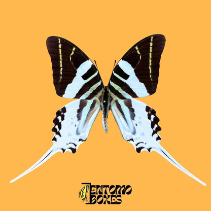 Graphium androcles extendido macho mariposa