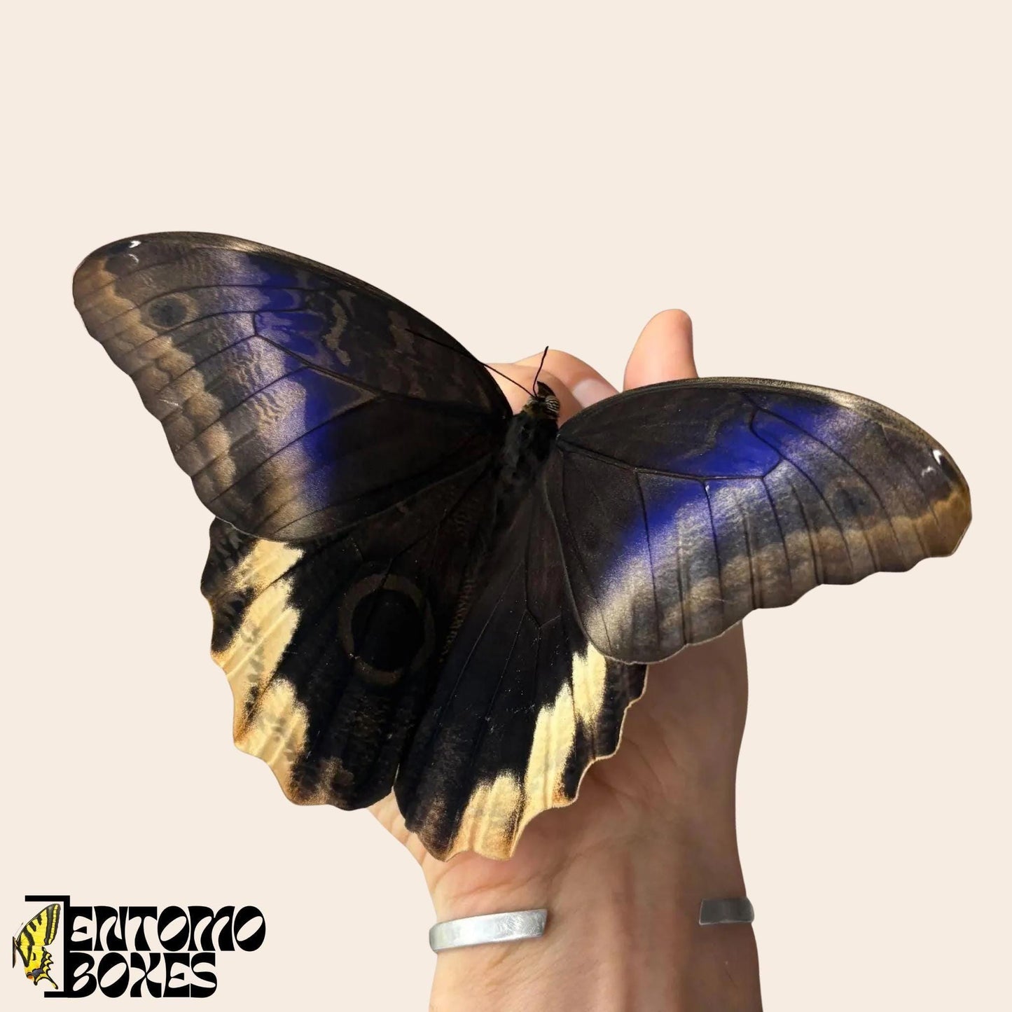 caligo atreus mariposa sobre hand