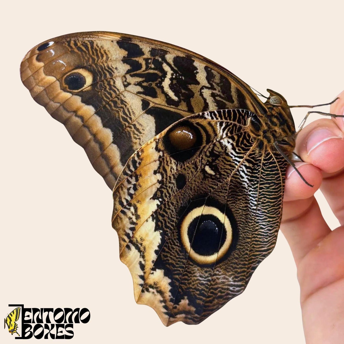 caligo atreus mariposa sobre hand
