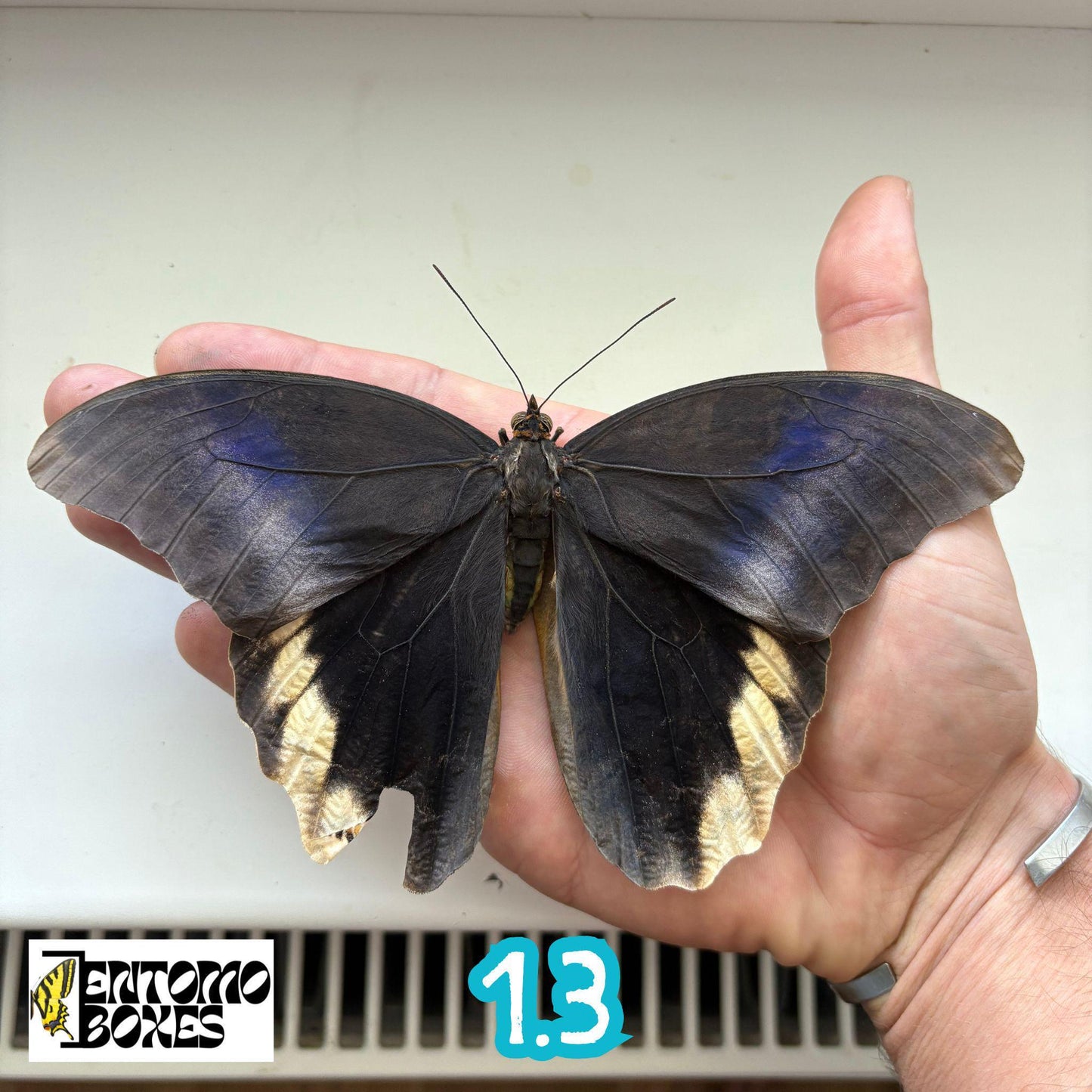 grande auténtico Caligo atreus owl mariposa espécimen sin extender para taxidermia y entomología