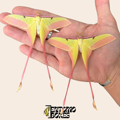 two actias dubernardi males sobre hand