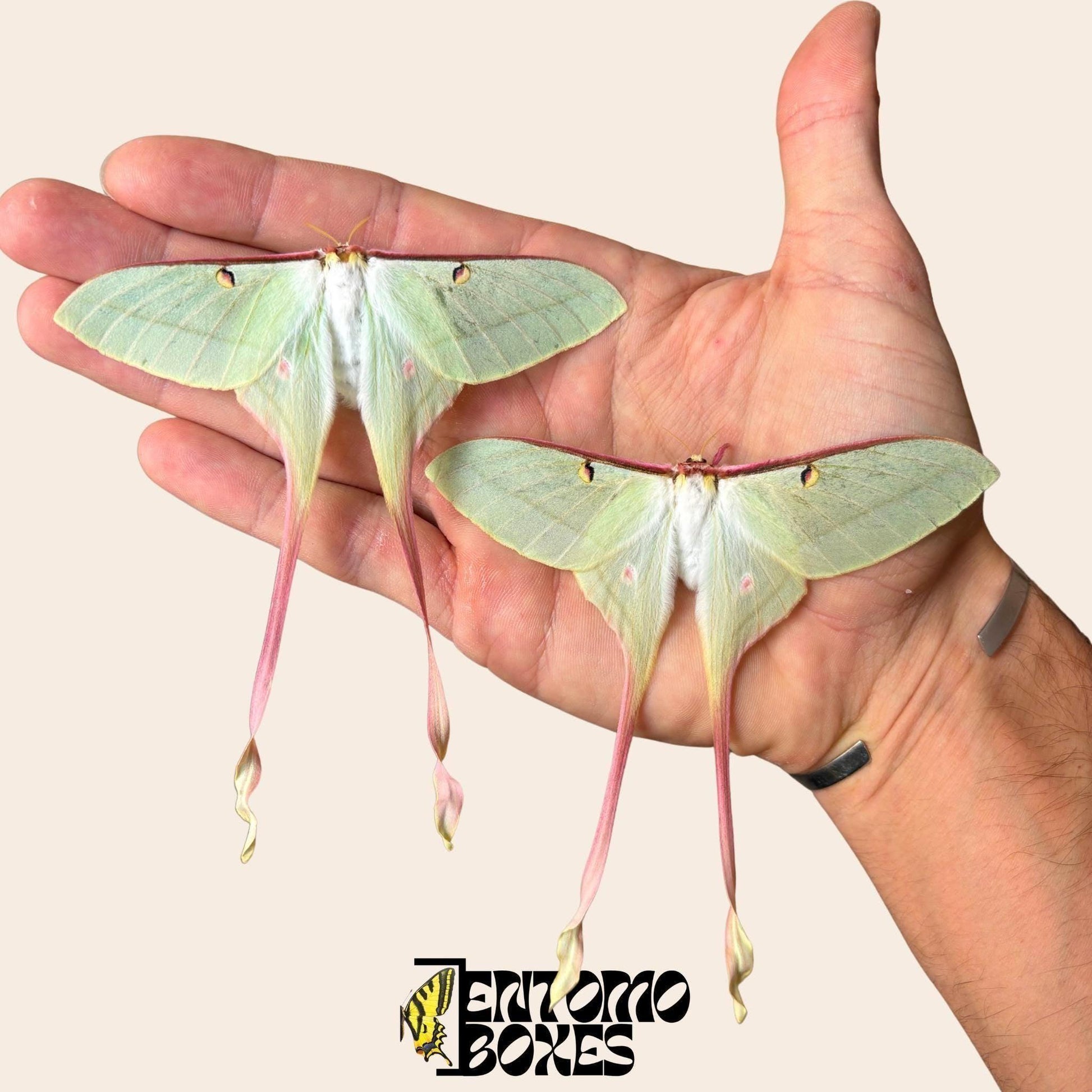 two actias dubernardi females sobre hand