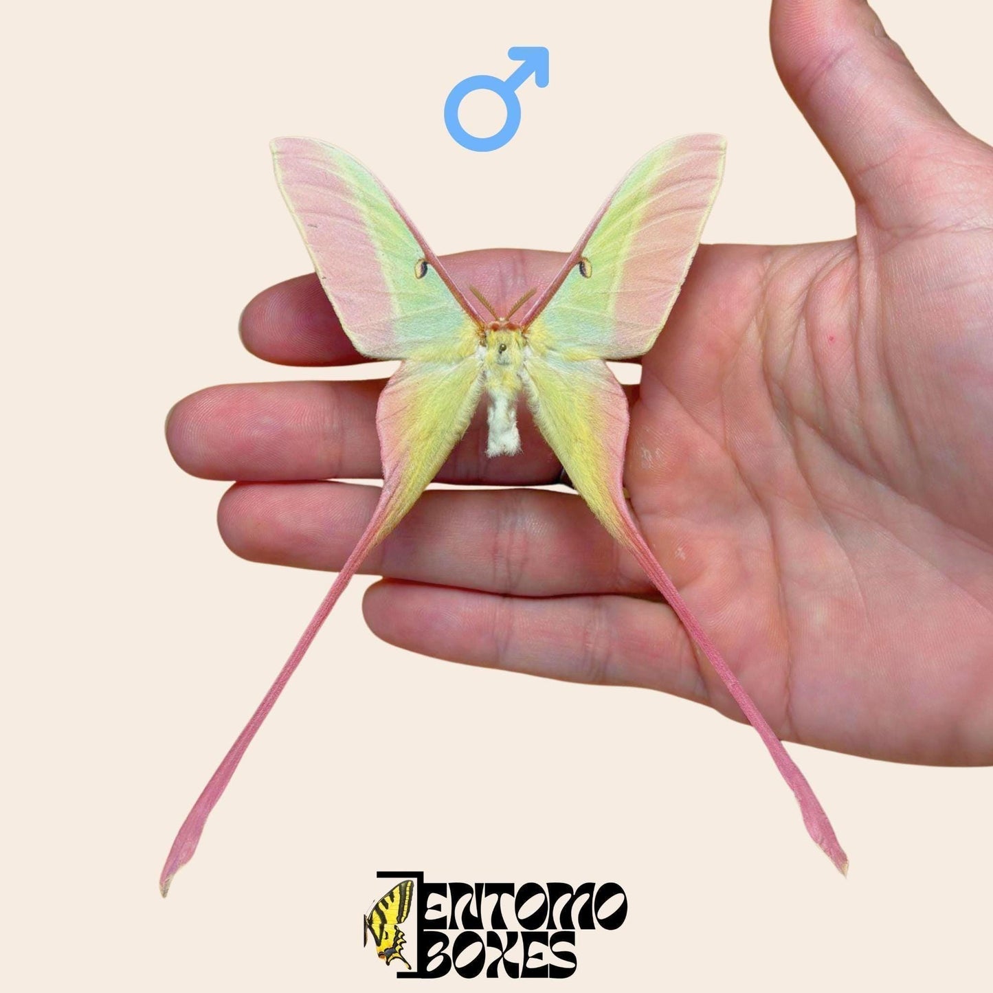 actias dubernardi extendido macho