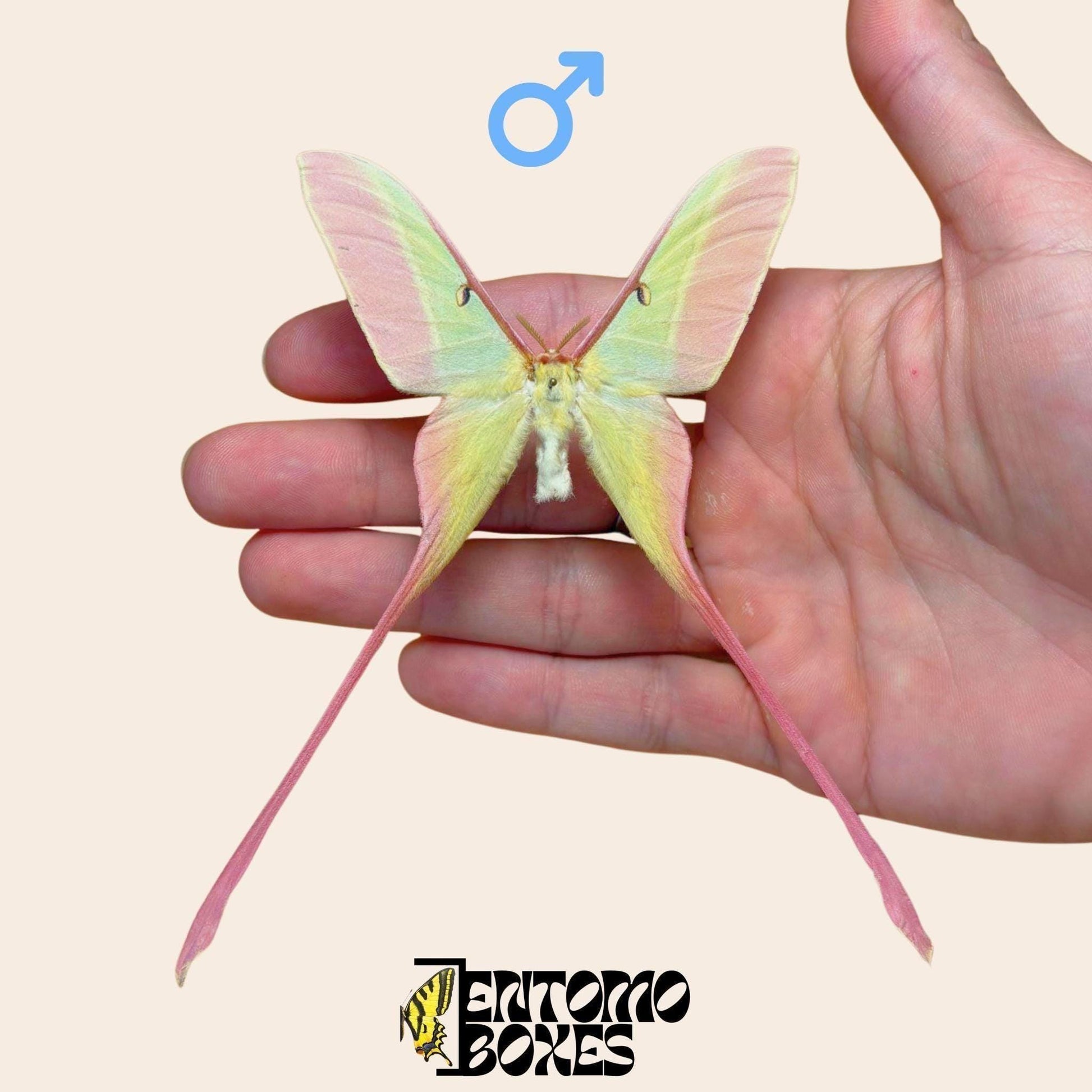actias dubernardi extendido macho