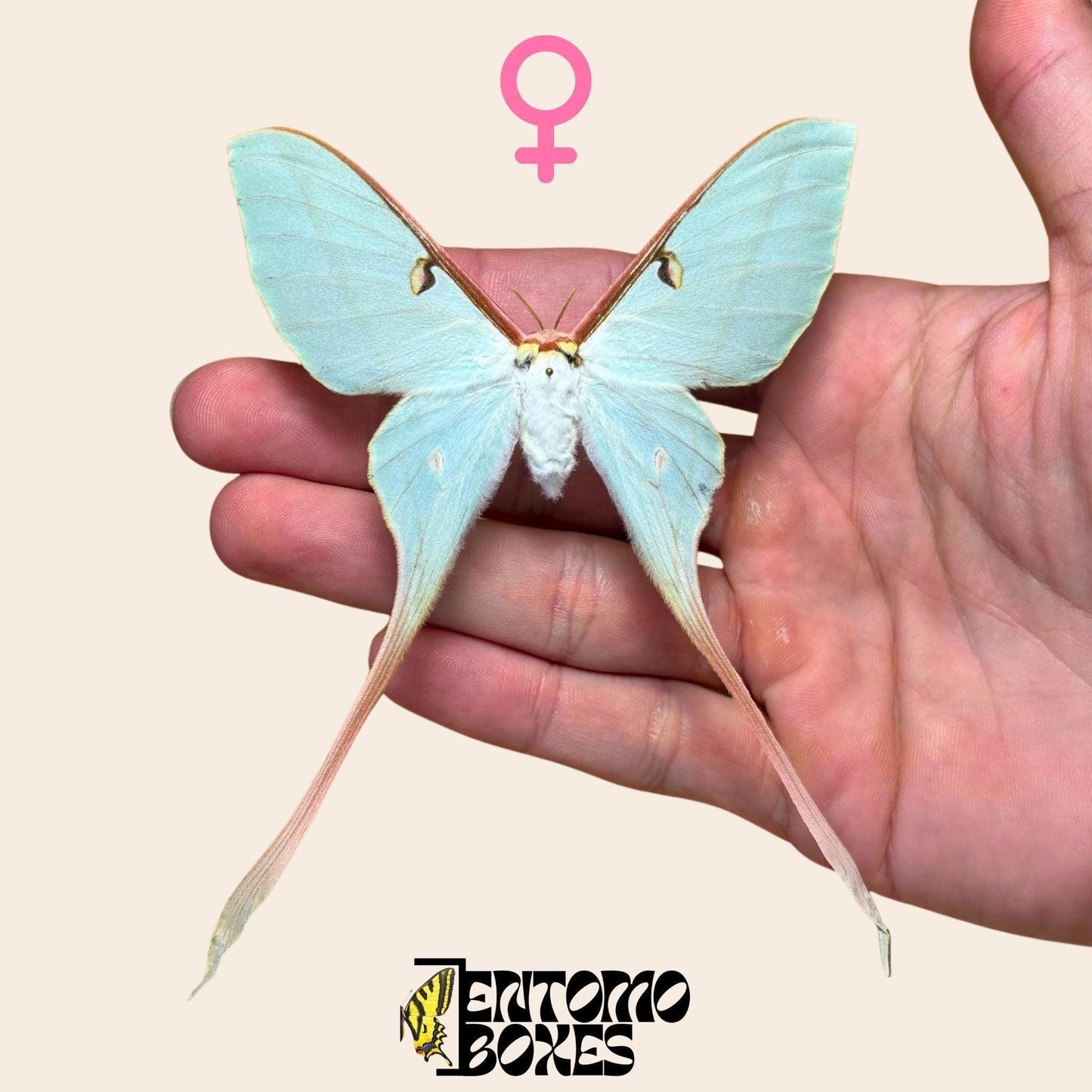 actias dubernardi extendido hembra