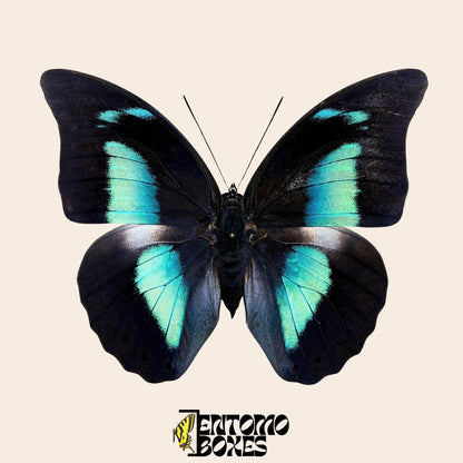 Archaeoprepona demophon extendido mariposa